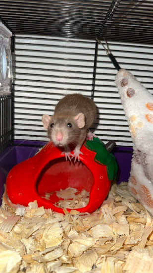 Zeena Valvona's pet rat